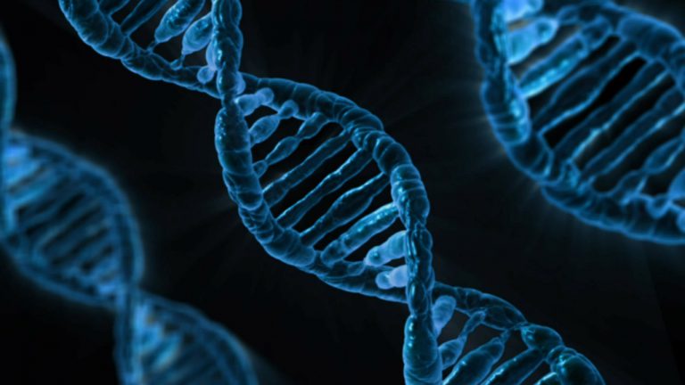 Primeiro teste de DNA 100% brasileiro que desvenda ancestralidade