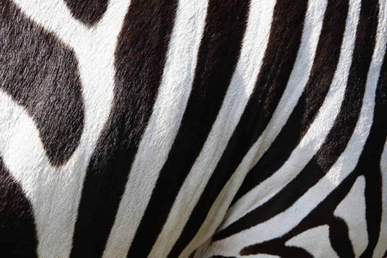 Zebras surgem para rivalizar com os Unicórnios