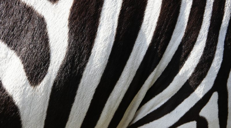Zebras surgem para rivalizar com os Unicórnios