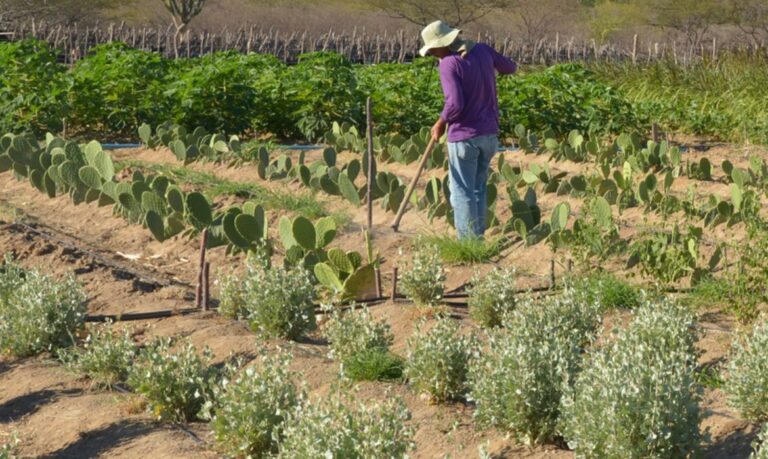 Produto pode ajudar na agricultura no semiárido