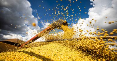 A Bayer está avançando no desenvolvimento de sementes e produtos para proteção de cultivos e está fazendo com que os produtos de controle de pragas e fungicidas avancem para as próximas fases de desenvolvimento.