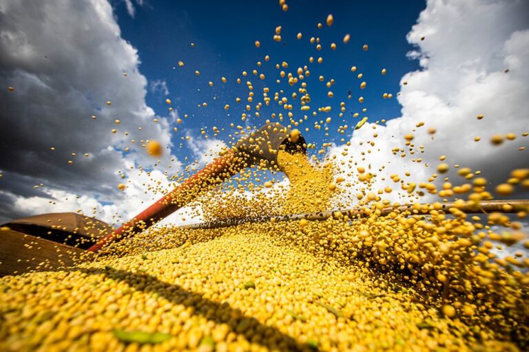 A Bayer está avançando no desenvolvimento de sementes e produtos para proteção de cultivos e está fazendo com que os produtos de controle de pragas e fungicidas avancem para as próximas fases de desenvolvimento.