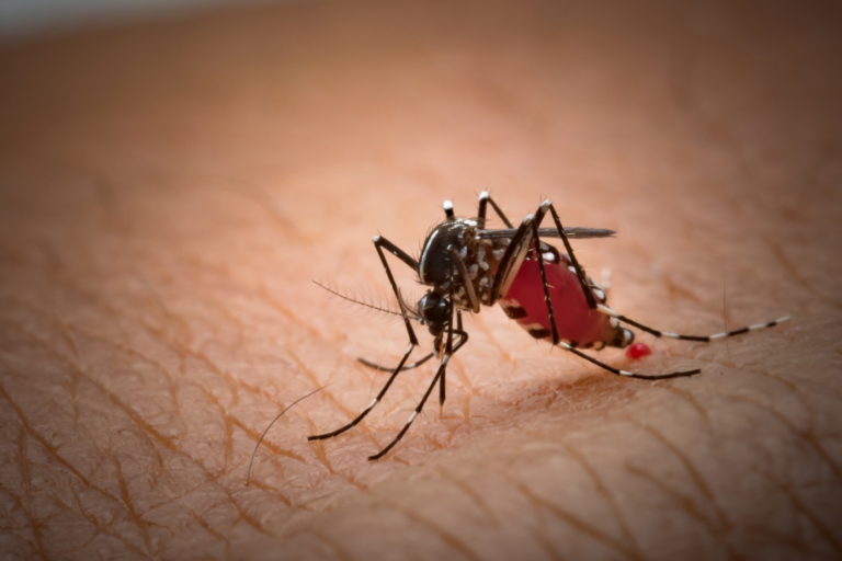 HESLMB dengue