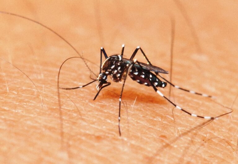 O novo artigo aponta que a candidata a vacina tetravalente contra a dengue protege pessoas independentemente da exposição ao vírus.