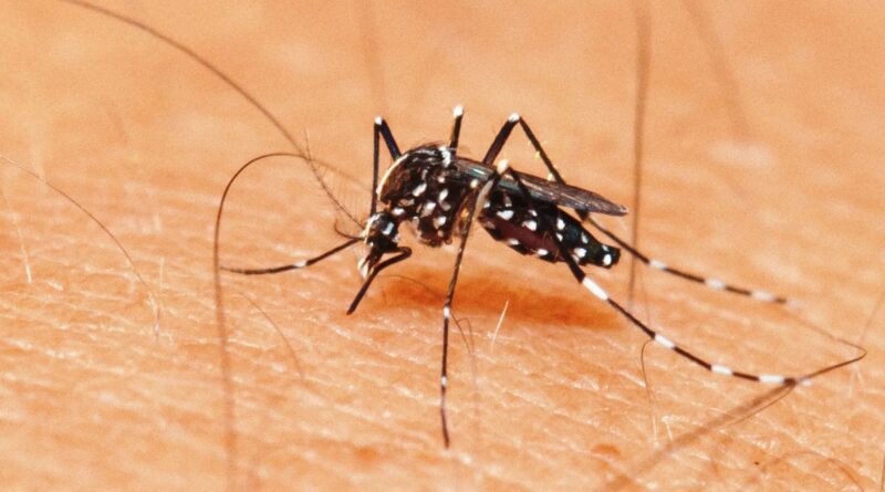 O novo artigo aponta que a candidata a vacina tetravalente contra a dengue protege pessoas independentemente da exposição ao vírus.