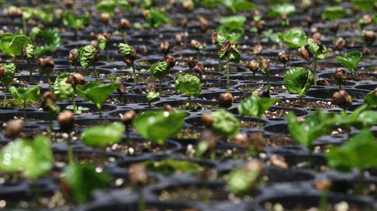 Café | Crédito | Agro | Brasil