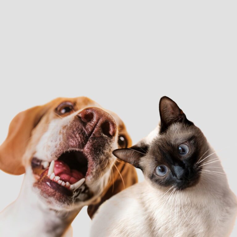 Medicina Veterinária do Centro Universitário de Brasília (CEUB) | Cuidado com cães e gatos