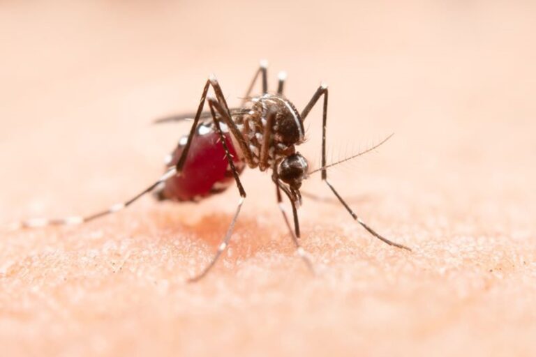 Hetrin - Hospital Estadual de Trindade | Dia Mundial de Combate à Dengue