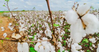 Tecnologia cearense | Fertsan |Produtividade Agrícola | Fortaleza | Ceará | Brasil