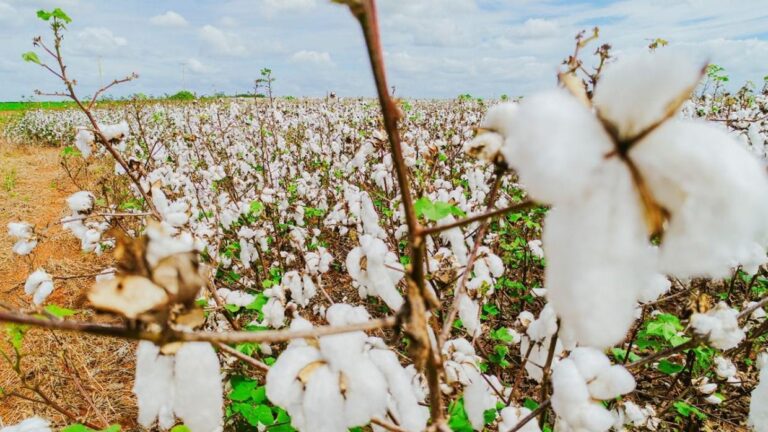 Tecnologia cearense | Fertsan |Produtividade Agrícola | Fortaleza | Ceará | Brasil