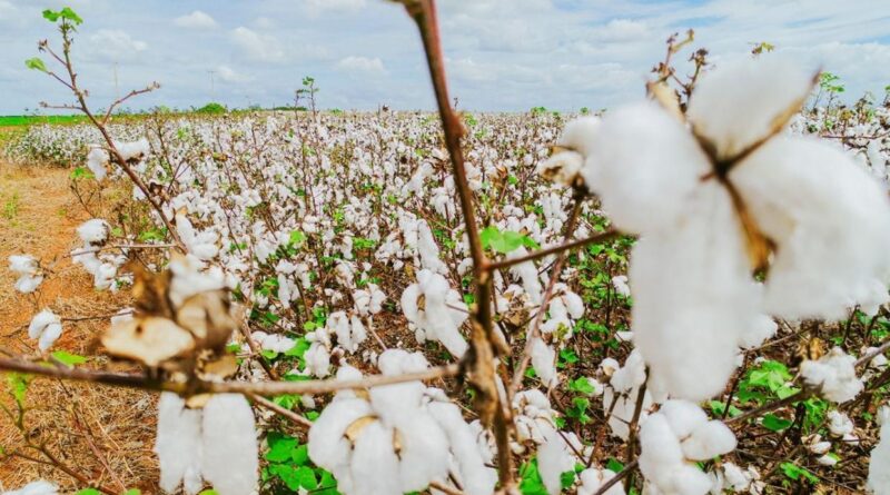 Tecnologia cearense | Fertsan |Produtividade Agrícola | Fortaleza | Ceará | Brasil