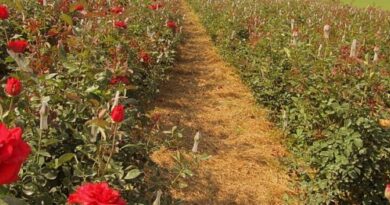 Jardinagem | Paisagismo | Flores | Nanotecnologia | FAPESP