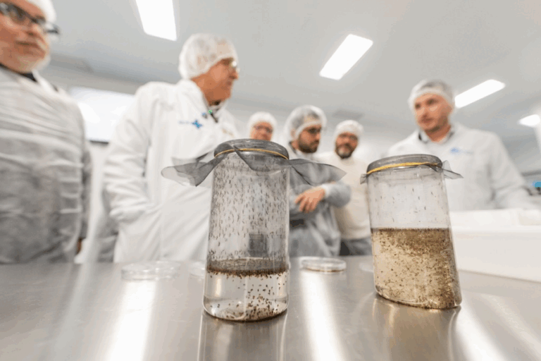 Produção em larga escala da tecnologia Wolbachia no Brasil para controle da dengue e arboviroses.