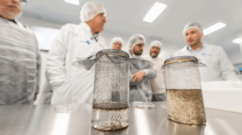 Produção em larga escala da tecnologia Wolbachia no Brasil para controle da dengue e arboviroses.